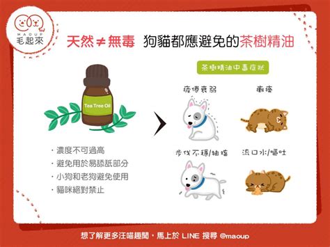 茶樹精油 寵物|【天然≠無毒】茶樹精油應避免使用在狗狗貓貓身上。